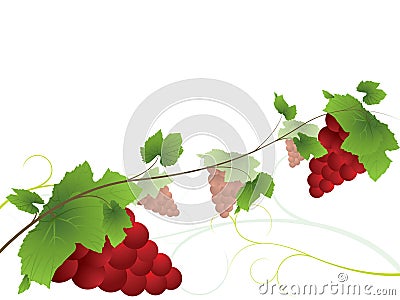 Vine background with red grapes Vector Illustration