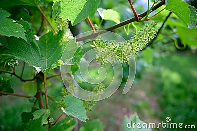 Vine blossom in vineyard in early spring Stock Photo