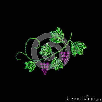 A vine with bunches of grapes. Embroidery of jeans. Embroidery is smooth. Vector illustration on a black background. Vector Illustration