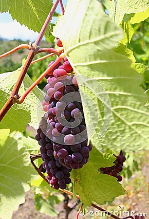 Vine cluster under green sheet Stock Photo