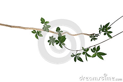 Vine with dark green palmately leaves of wild morning glory the Stock Photo