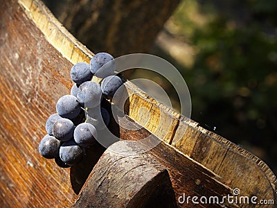 Vine grapes Stock Photo