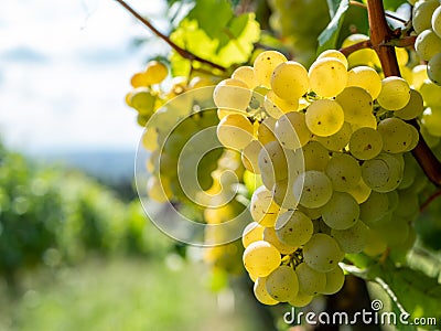 Vine with grapes in the Saxon wine-growing region Stock Photo