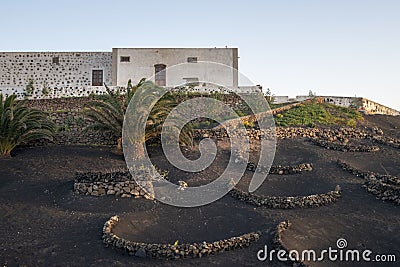 Vine growing in a land of volcanoes at Lanzarote Stock Photo