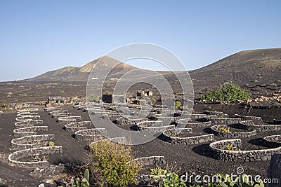 Vine growing in a land of volcanoes at Lanzarote Stock Photo