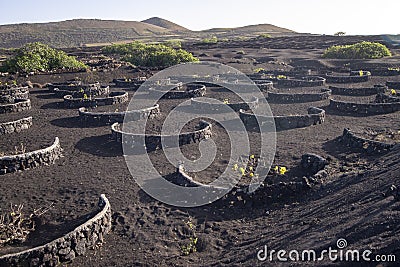 Vine growing in a land of volcanoes at Lanzarote Stock Photo