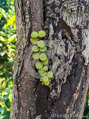 This vine has small opposite lens-shaped leaves, and is often seen on tree trunks. This plant is often called Dichidia nummularia. Stock Photo