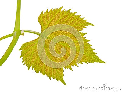 Vine-leaf Stock Photo