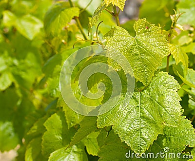 Vine leaf Malta Stock Photo