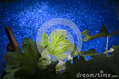 Vine Leaves Under Sky Full of Stars Stock Photo