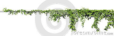 Vine plant climbing isolated on white background with clipping path included Stock Photo