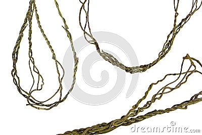 Vine roots Cayratia trifolia liana ivy plant bush, nature frame jungle border, isolated on white background with clipping path Stock Photo