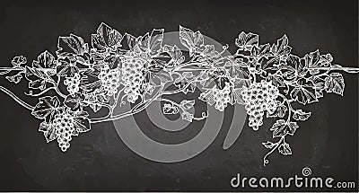 Vine sketch on chalkboard Vector Illustration