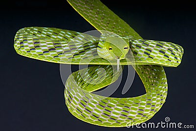 Vine snake / Ahaetulla prasina Stock Photo