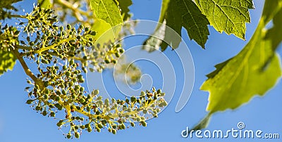 Vine sprout with young bunch of grapes Stock Photo