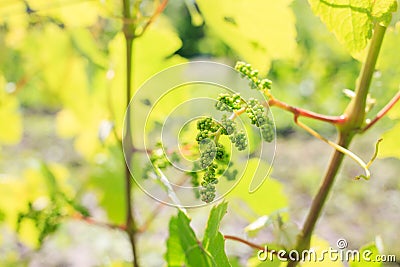 Vine sprout with young bunch of grapes Stock Photo