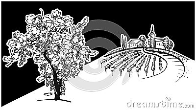 Vine tree and vineyard drawing Vector Illustration