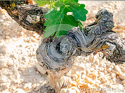 Vine trunk detail in vineyard. Stock Photo