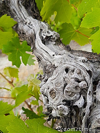 Vine trunk and leaves details- abstract mood Stock Photo