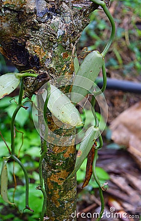 Vine of Vanilla Planifolia - a Flavoring Orchid - in Kerala, India, Asia Stock Photo