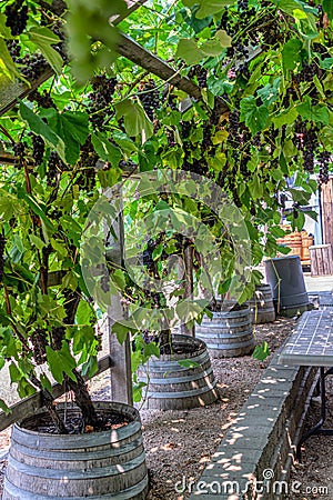 Vine yard half-house covered with black vine plants Stock Photo