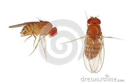 Vinegar fly, fruit fly (Drosophila melanogaster). Adults in various shots. Isolated on a background Stock Photo
