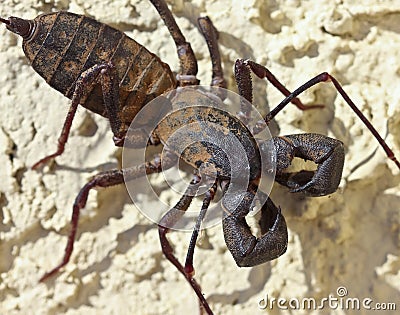 A Vinegaroon, Also Known as Whip Scorpion Stock Photo