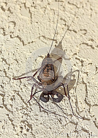 A Vinegaroon, Also Known as Whip Scorpion Stock Photo