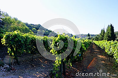 vinery in Datca, Turkey Stock Photo