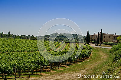 The vinery and farm of Tuscany Stock Photo