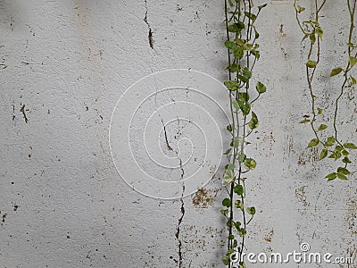 vines and cracked walls of houses Stock Photo