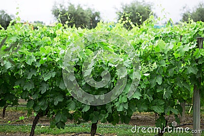 Vines, Lujan de Cuyo, Mendoza Stock Photo