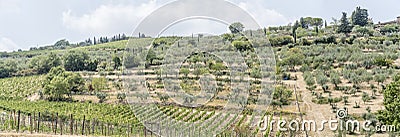 Vines, olive trees and cypressus on slopes near Greve in Chianti, Italy Stock Photo