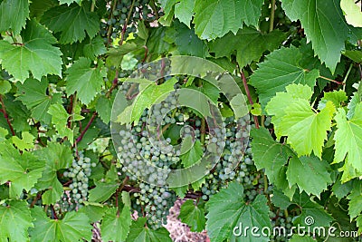 Vines Stock Photo