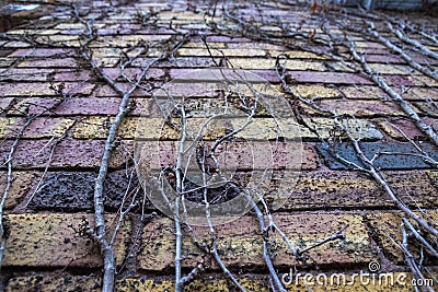 Vines stretch up a brick wall Stock Photo