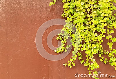 Vines on the wall as a background Stock Photo