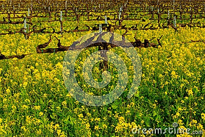 Vineyard Stock Photo