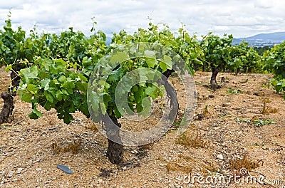 Vineyard Stock Photo