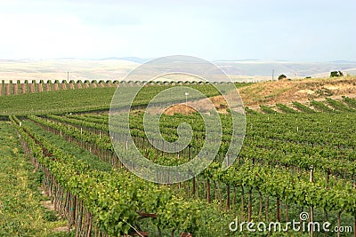 Vineyard 4 Stock Photo