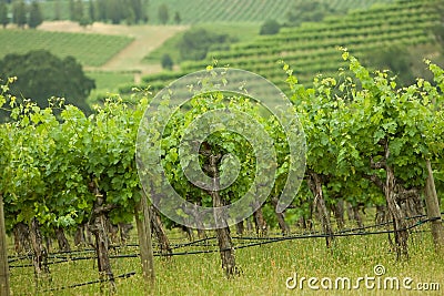 Vineyard Stock Photo