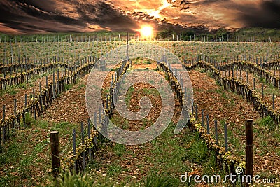 Vineyard against a sunset cloudy sky. Agriculture field and rows for winery industry background. Empty copy space Stock Photo