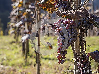 Vineyard Stock Photo