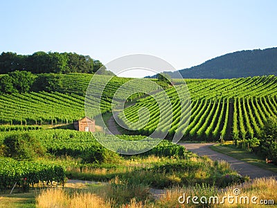 Vineyard in Alsace Stock Photo