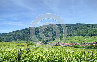 Vineyard in Alsace Stock Photo