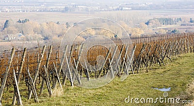 vineyard, Alsace, France Stock Photo