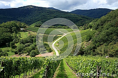 Vineyard - Alsace, France Stock Photo