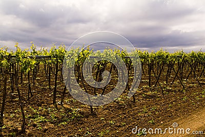 Vineyard, Apulia Italy Stock Photo