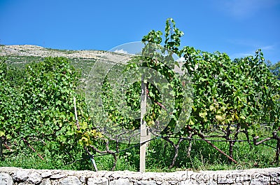 Vineyard as part of the Herzegovacka Gracanica Monastery Stock Photo