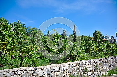 Vineyard as part of the Herzegovacka Gracanica Monastery Stock Photo