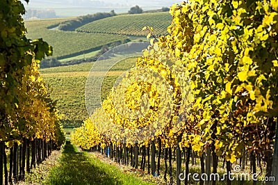 Vineyard during autum in Rhine-Hesse, Rheingau, Germany Stock Photo